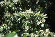 Prunus lyonii, Catalina Cherry, copyright laspilitas.com