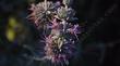 Salvia leucophylla Purple Sage
