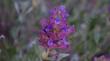 Salvia pachyphylla Rose Sage and Mountain Desert Sage