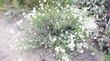 Eriogonum fasciculatum polifolium Interior California Buckwheat. 