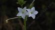 Nicotiana bigelovii, Indian Tobacco.