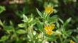 Diplacus aurantiacus Sierra monkey flower Sierra Monkey Flower