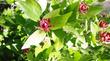 Calycanthus occidentalis, Spice Bush. 