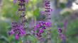 Stachys chamissonis Magenta Butterfly Flower.