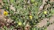 Grindelia camporum Giant Gum Plant.