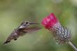 An Anna Hummingbird on a Cirsium occidentale venustum, Red Thistle sometimes called Venus Thistle - grid24_24