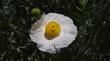 Romneya coulteri Matilija Poppy. 