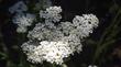 Achillea millefolium californica Yarrow