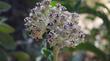 Asclepias eriocarpa Monarch Milkweed and Indian Milkweed. 