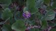 Psoralea orbicularis, (Hoita orbicularis) Giant Clover.