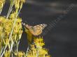 Chrysothamnus nauseosus, Rabbitbrush. 