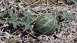 Cucurbita palmata Coyote Gourd, Coyote Melon and Palmate-leafed Gourd. 