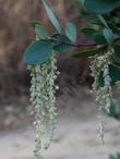 Garrya flavescens pallida Pale Ashy Silk-tassel Bush with the male flowers  (catkins) - grid24_24