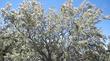 Cercocarpus ledifolius Desert mountain mahogany and Curl leaf mountain mahogany.