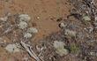 Eriogonum kennedyi, Kennedy's buckwheat. 