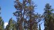 Juniperus occidentalis Western Juniper. 