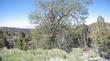 Quercus kelloggii Kellogg Oak and California Black Oak. 