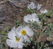 Argemone munita Prickly Poppy. 