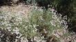 Eriogonum arborescens Santa Cruz Island Buckwheat