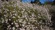 Eriogonum fasciculatum foliolosum, California Buckwheat