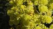 Eriogonum umbellatum, Sulfur Flower