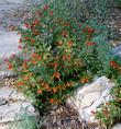   Santa Susana Monkey Flower, Diplacus rutilus - grid24_24