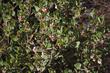 Arctostaphylos morroensis,  Morro Manzanita.