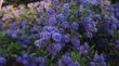 Ceanothus Concha