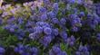 Ceanothus Concha - grid24_24