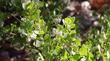 Arctostaphylos Margarita Joy