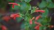 Keckiella cordifolia Heart Leaved Penstemon and Climbing Penstemon. 