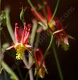  Aquilegia formosa, Western Columbine. 