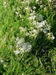 Achillea millefolium lanulosa, Mountain Yarrow as mowed groundcover. We do not mow it, but rabbits do.