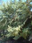 Cupressus macnabiana (MacNab Cypress or Shasta Cypress)  - grid24_24