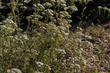  Achillea millefolium lanulosa,  Mountain Yarrow. 