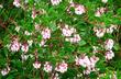 Arctostaphylos 'Howard McMin'n in flower. Howard McMinn selected this manzanita for it's low form and pink flowers.