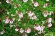 Arctostaphylos 'Howard McMin'n in flower. Howard McMinn selected this manzanita for it's low form and pink flowers. - grid24_24