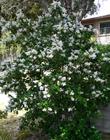 Ceanothus arboreus, Tree Lilac, Felt Leaf,  or Island Mt. Lilac as a shrub.