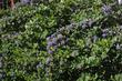 Ceanothus Heart's Desire as a foundation plant. - grid24_24