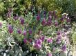 Salvia pachyphylla, Rose Sage, or Purple Mountain sage plant.