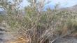 Psorothamnus arborescens simplicifolius, California Indigo Bush