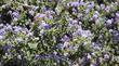 Ceanothus foliosus, Wavy Leaf Mountain lilac. 