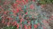 Zauschneria californica Bert's Bluff, as California Fuchsia - grid24_24