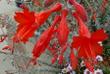 Zauschneria Catalina, The flowers of California Fuchsia from the Channel islands.
