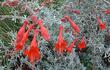 Zauschneria Catalina