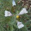 Penstemon Frosty Margarita  - grid24_24