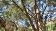 Cupressus macnabiana, MacNab cypress