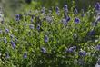 A Ceanothus thyrsiflorus, Skylark, bush.