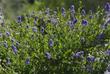 A Ceanothus thyrsiflorus, Skylark, bush. - grid24_24