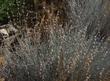 Eriogonum elongatum, Longstem Buckwheat